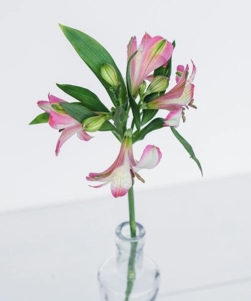 Alstroemeria