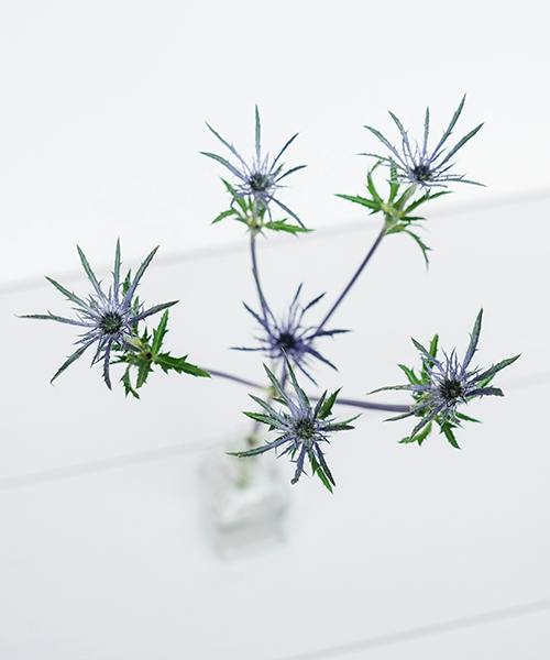 Eryngium
