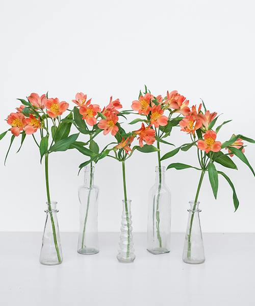Alstroemeria