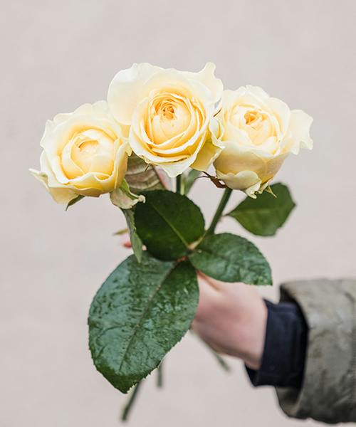 Roses