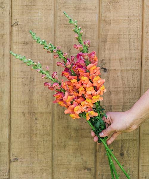 Snapdragons
