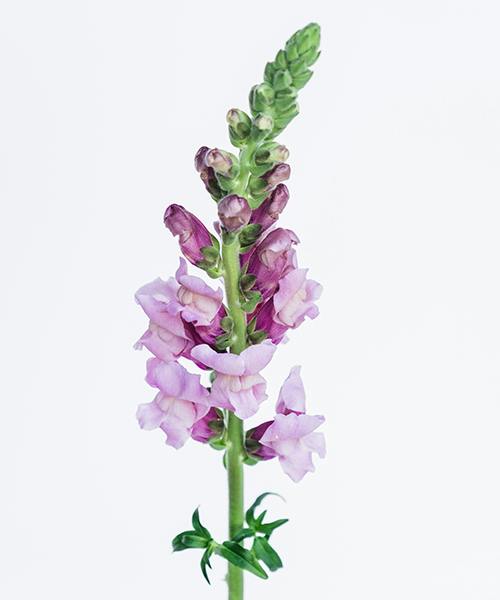 Snapdragons