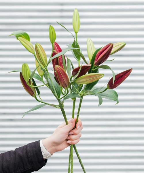 Oriental Lilies