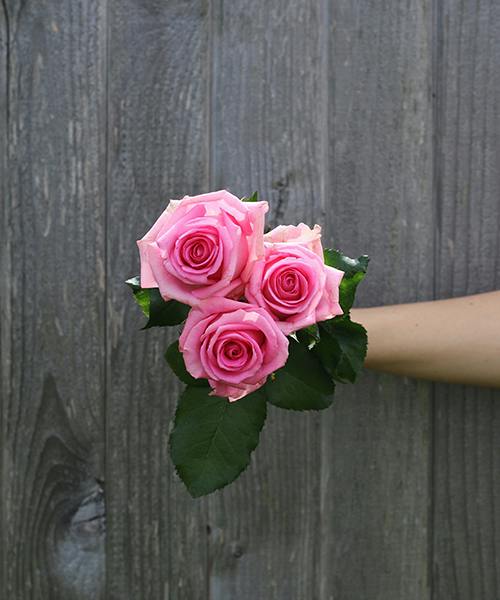 Roses
