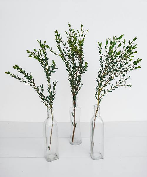 Eucalyptus Parvifolia