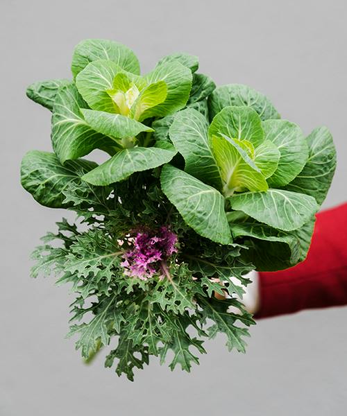 Ornamental Kale
