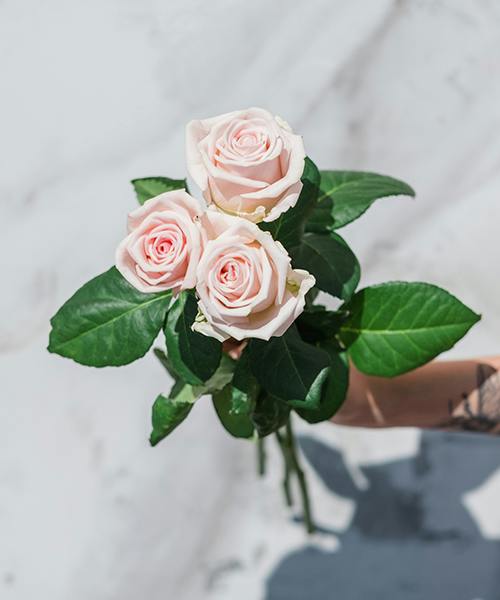 Roses