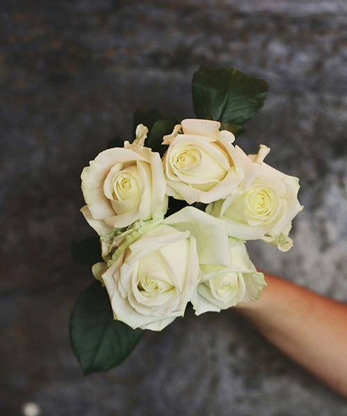 Avalanche Roses