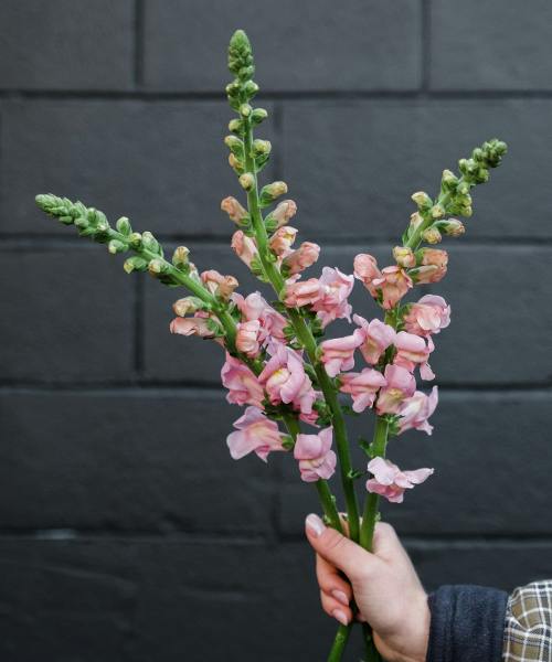 Snapdragons