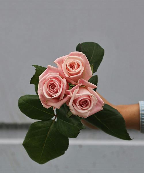 Pink Aquabella Roses