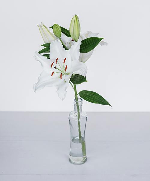 Oriental Lilies