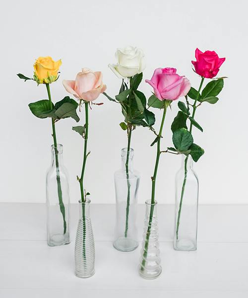 Roses