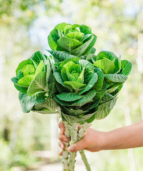 Brassica