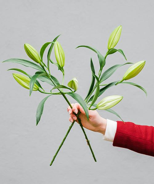 Oriental Lilies