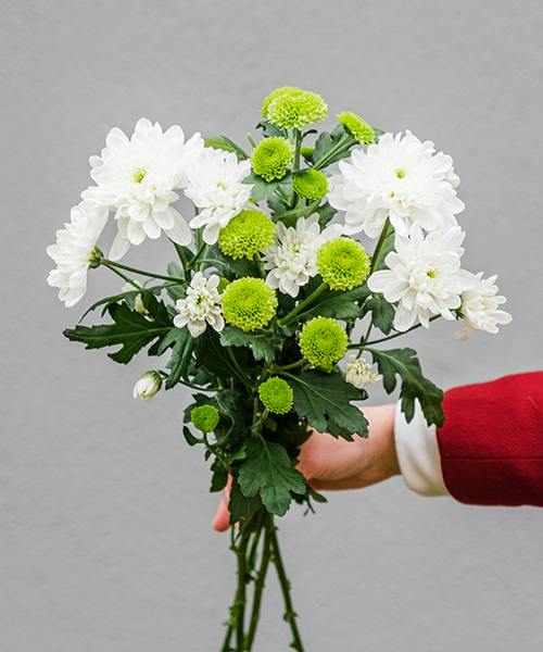 Spray Mums