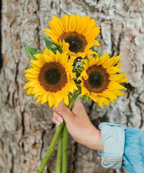 Sunflowers