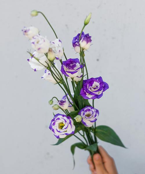 Lisianthus