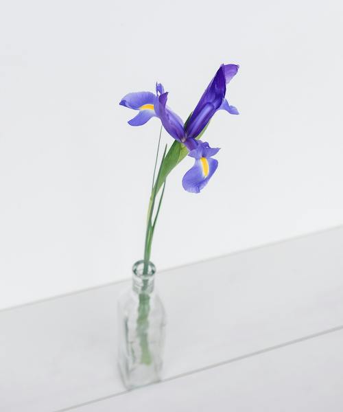 Irises