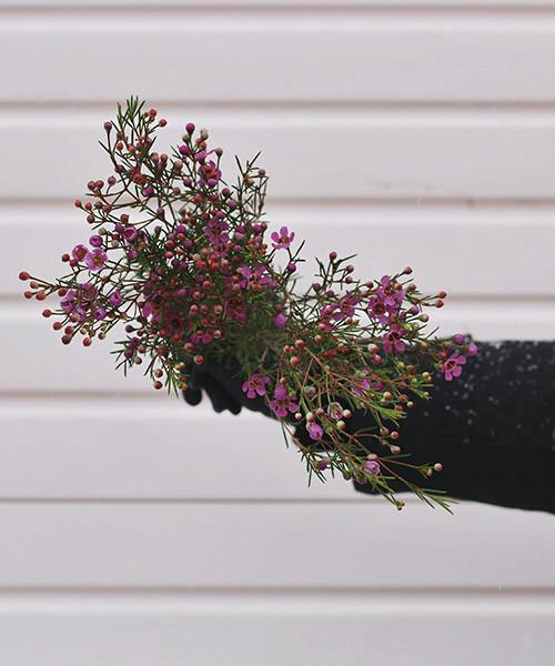 Fragrant Waxflower