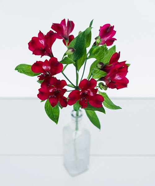 Alstroemeria