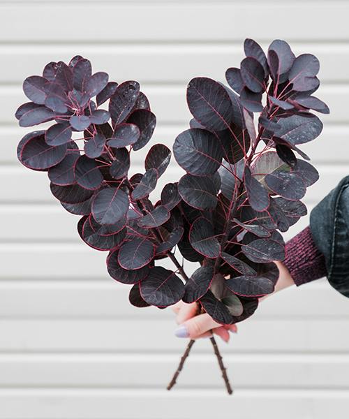 Cotinus