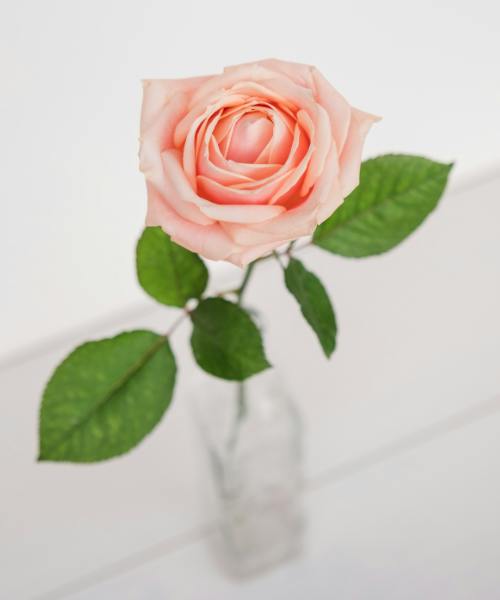 Rose Lover's Box
