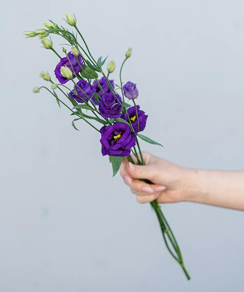 Lisianthus