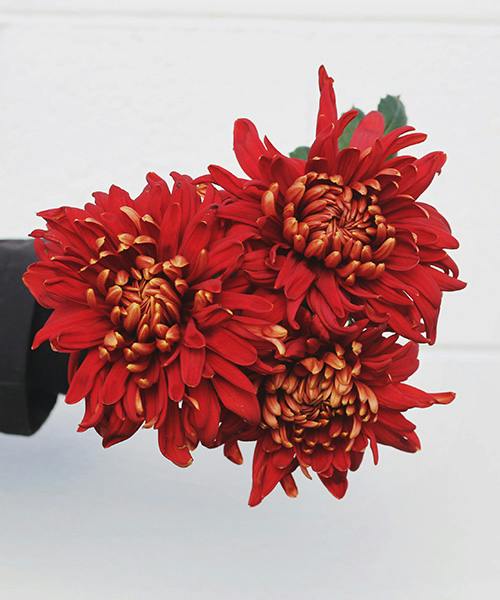 Red Rosetta Disbuds