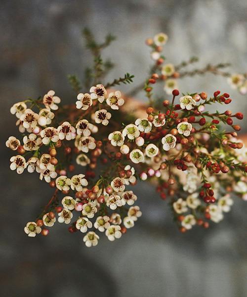 Fragrant Waxflower