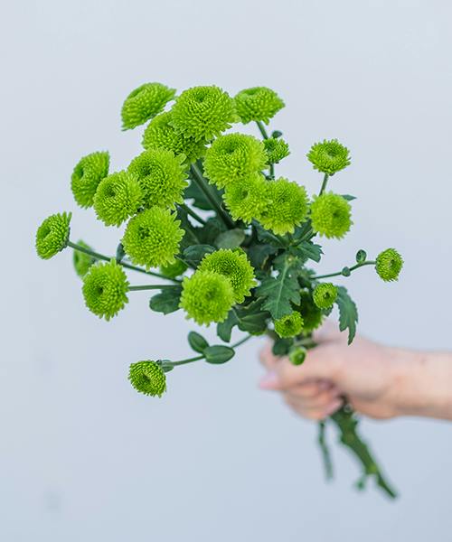 Spray Mums