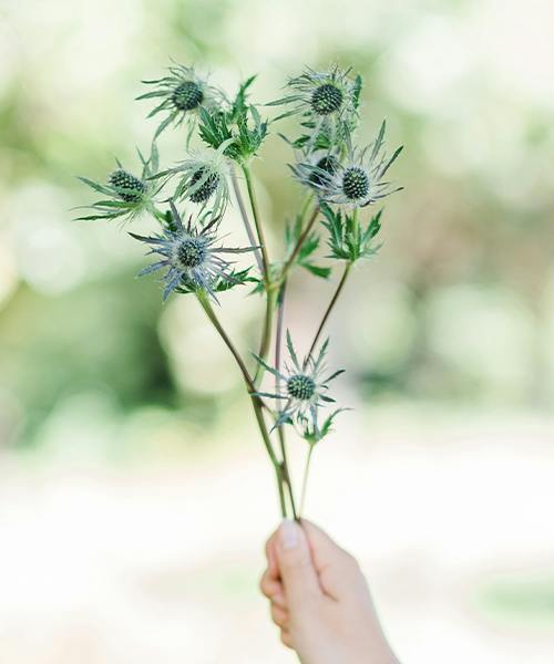 Eryngium