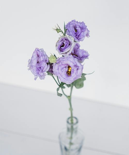 Lisianthus