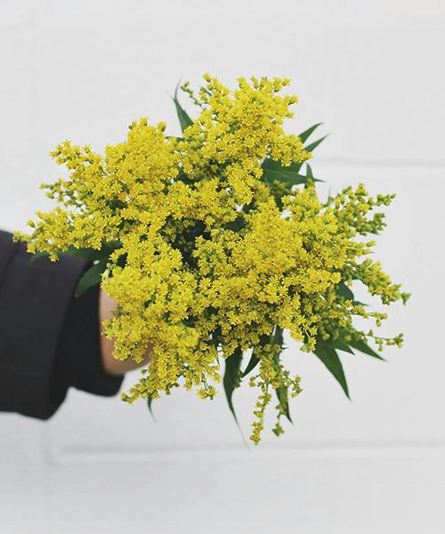 Solidago