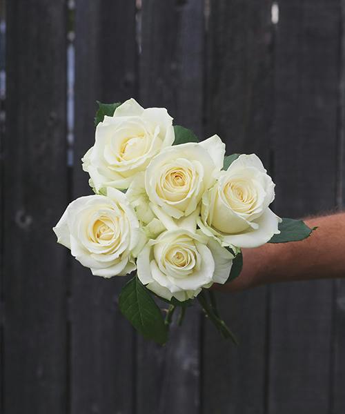 Avalanche Roses