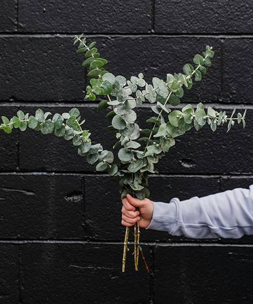 Baby Blue Eucalyptus