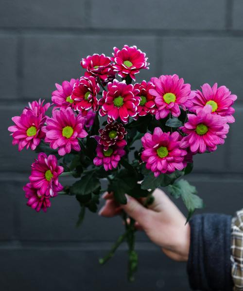 Spray Mums