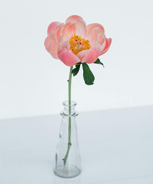 Peonies