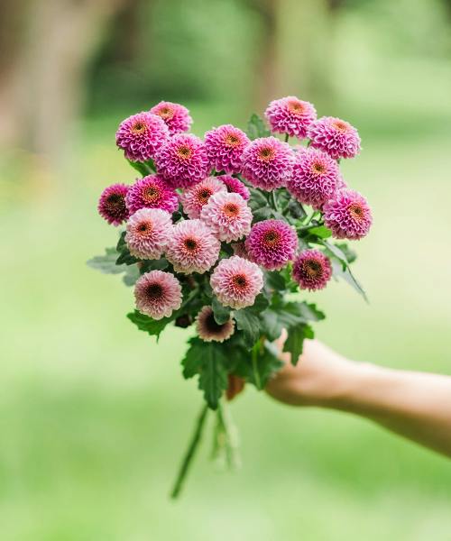 Doria Spray mums