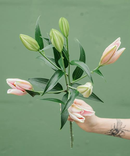 Oriental Lilies