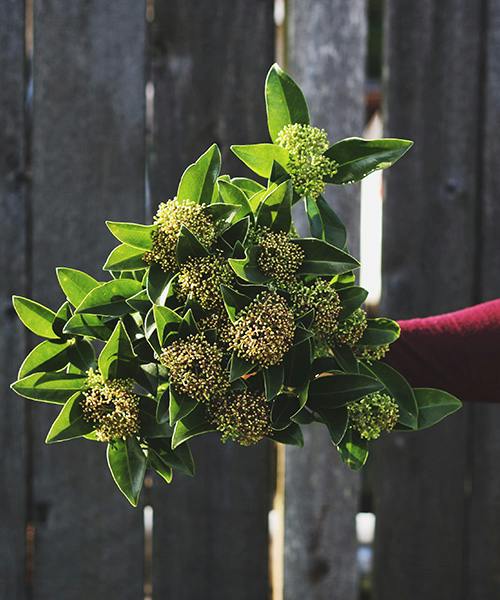 Skimmia