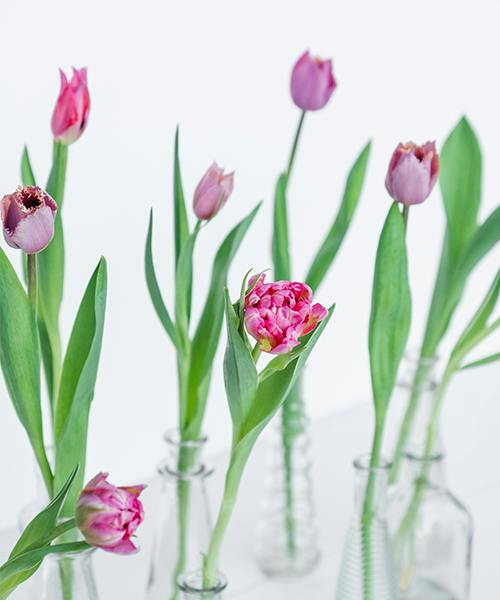 Tulips Galore