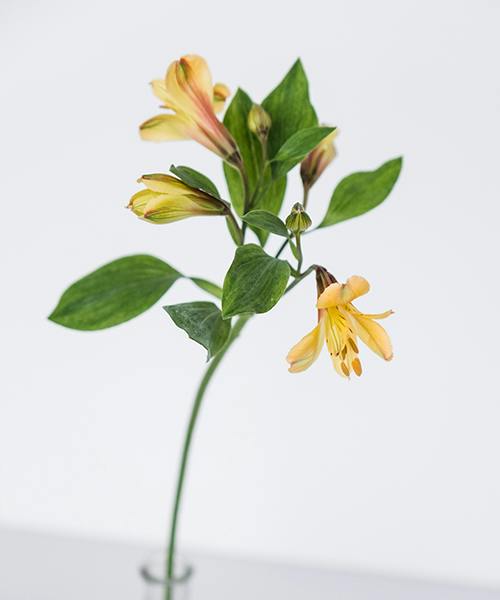 Alstroemeria