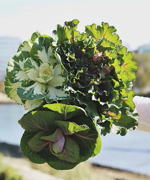 Ornamental Kale