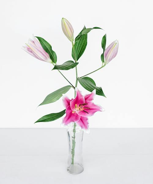 Oriental Lilies