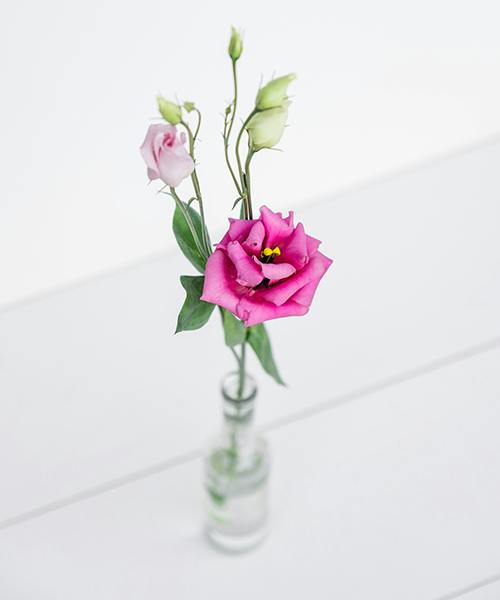 Lisianthus