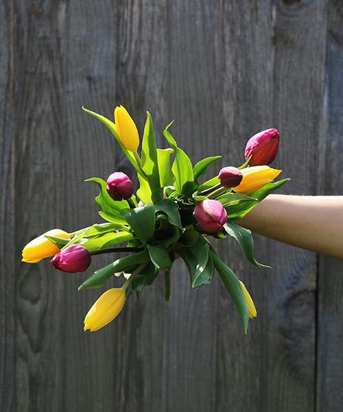 Tulips
