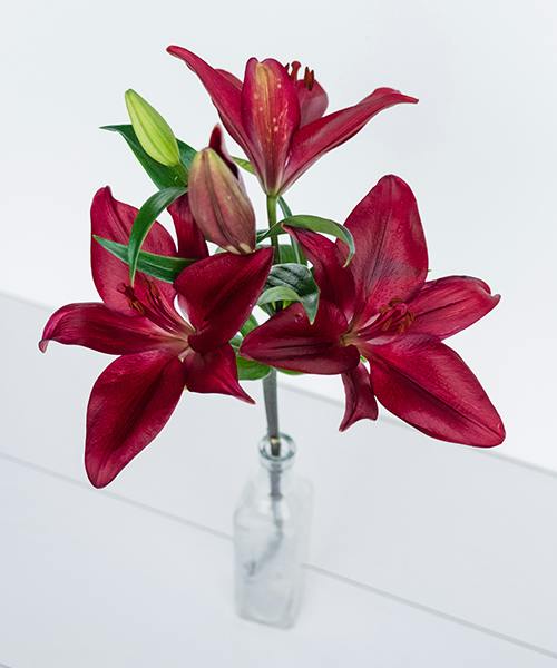 Oriental Lilies
