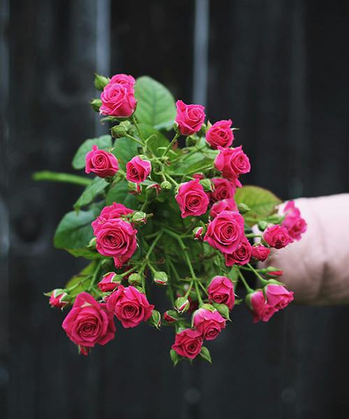 Love Lydia Spray Rose