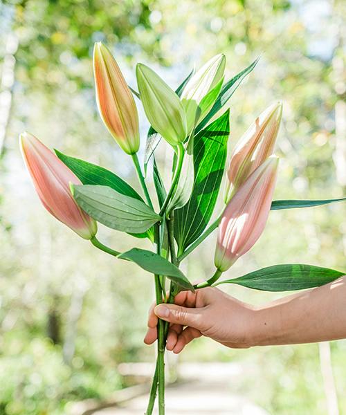 Oriental Lilies
