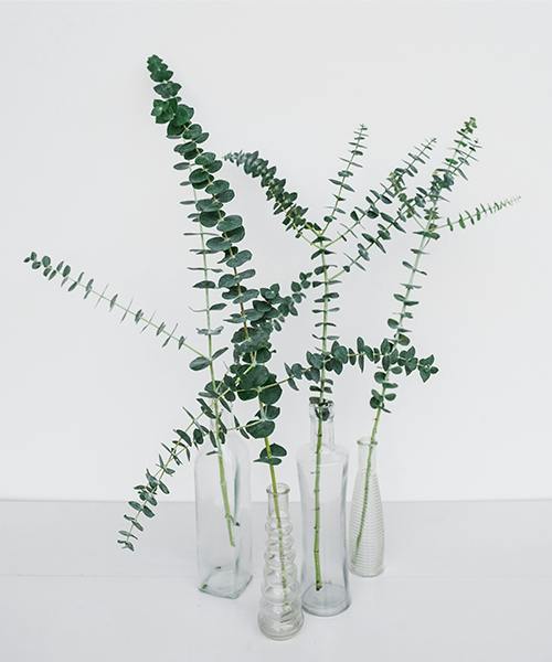 Baby Blue Eucalyptus